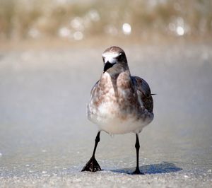 Close-up of bird perching on the beach