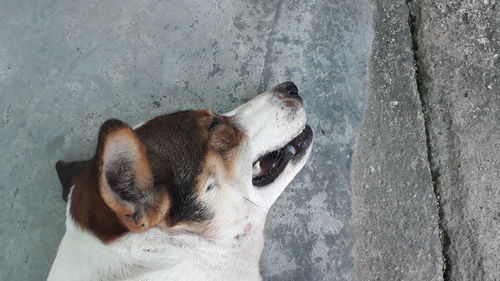 Close-up of a dog looking away