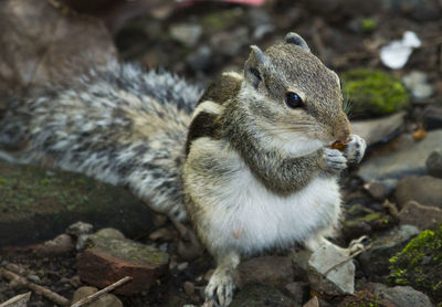 Close-up of rabbit