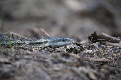 Close-up of lizard