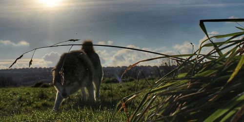 Dog on field against sky