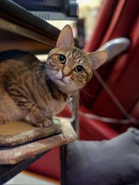 Close-up portrait of cat