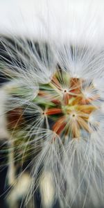 Close-up of white dandelion