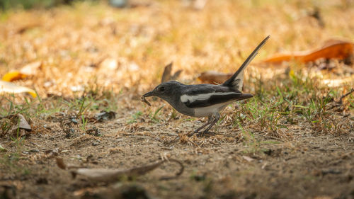 Side view of a bird on land