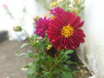 Close-up of flowers blooming outdoors