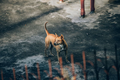 High angle view of dog standing on street
