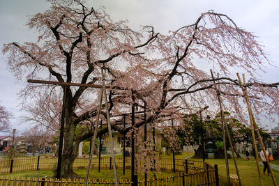 View of cherry blossom trees on field