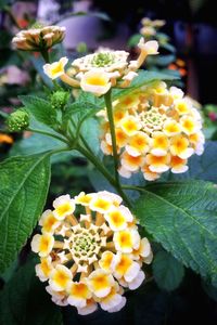 Close-up of yellow flowers