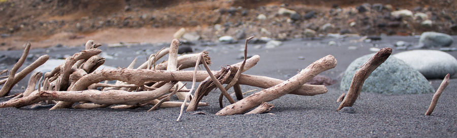 Close-up of crab on beach