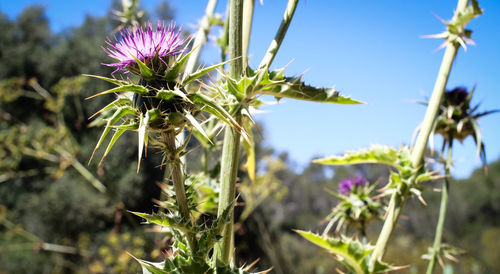 Close-up of thistle flowers growing in field