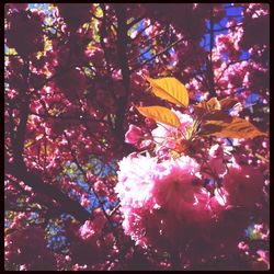 Low angle view of pink flowers