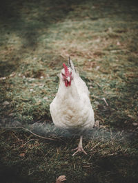 High angle view of bird on field