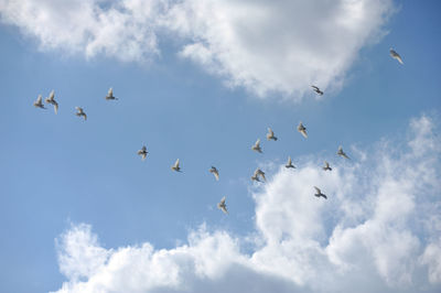 Low angle view of birds flying in sky