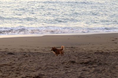 Dog on beach