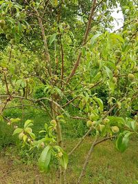 Trees growing on field