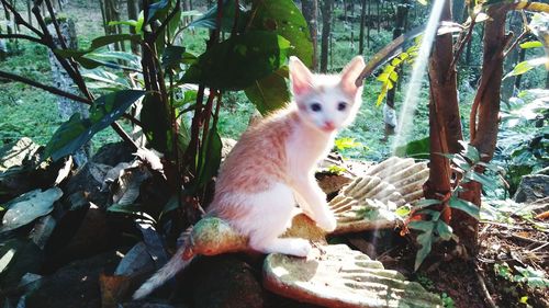 Cat sitting on tree trunk