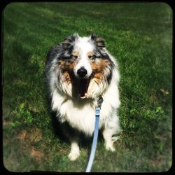 Dog on grassy field