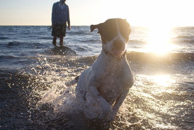 Dog on beach against sky during sunset