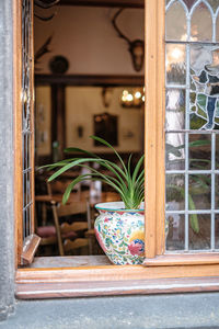 Potted plant on window