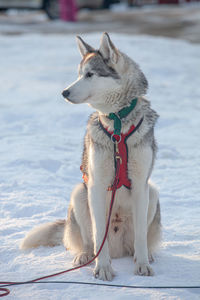 Dog looking away on snow field