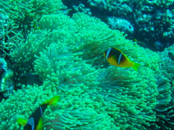 Fish swimming in sea