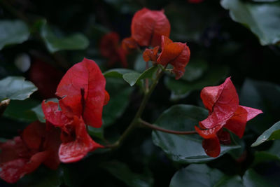 Close-up of red flowering plant