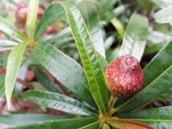 Close-up of strawberry growing on plant