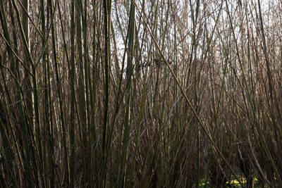 Bamboo trees in forest