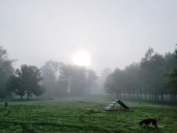 Horse grazing on field against sky