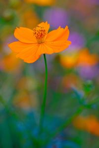 Close-up of orange cosmos flower