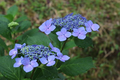 Close-up of purple hydrangea flowers