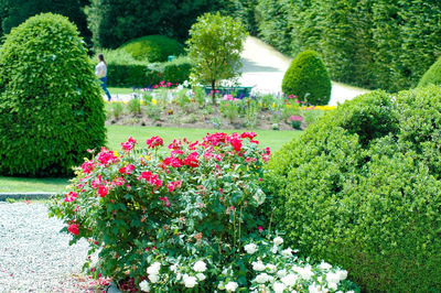 View of flowering plants in garden