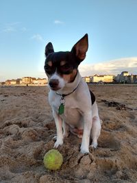 Portrait of dog looking away