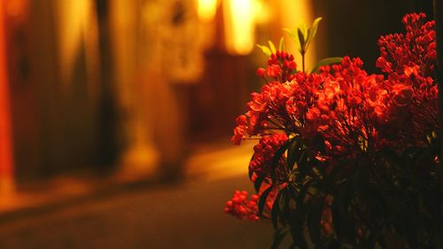 Close-up of fresh orange flower against blurred background
