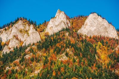 Low angle view of rocks and plants against sky