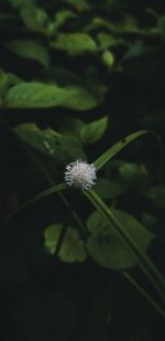 Close-up of white flower