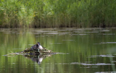 Great crested grebe, podiceps cristatus, nest in a pond, kalmar, sweden