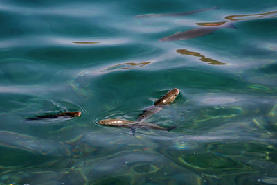 High angle view of fishes swimming in sea