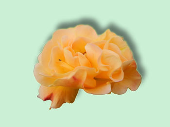 Close-up of orange rose blooming against white background