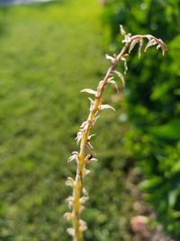 Close-up of plant