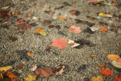 High angle view of maple leaves on fallen tree