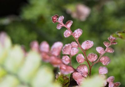 Close-up of pink flowering plant