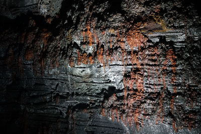 Close-up of tree trunk in cave