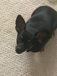 High angle view of dog relaxing on carpet