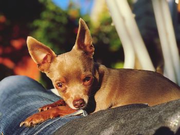 Portrait of dog sitting outdoors