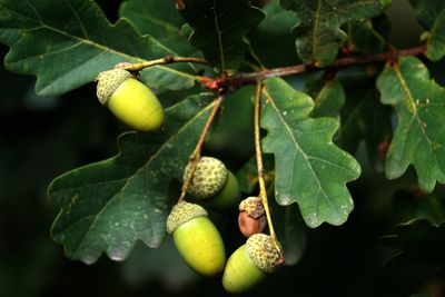 Close-up of fruits on tree