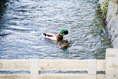 High angle view of ducks swimming on lake