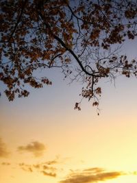 Low angle view of tree against sky at sunset