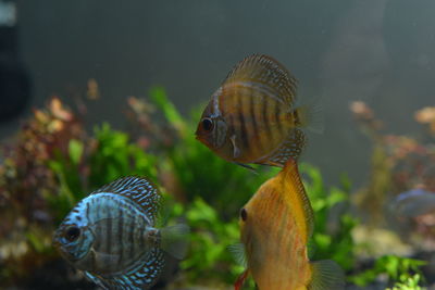 Close-up of fish swimming underwater