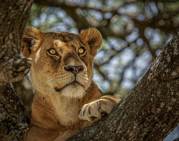 Close-up of a lion in a tree trunk